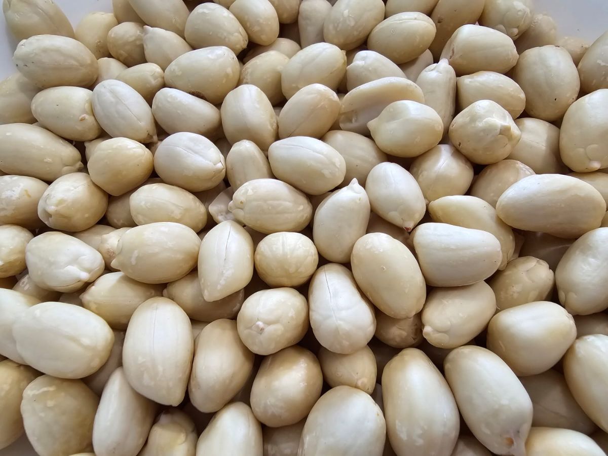 Raw peanuts and blanched peanuts kernerls