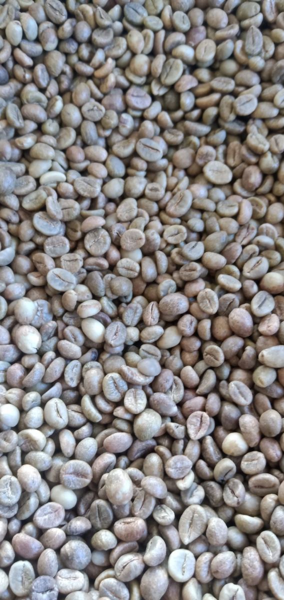 Robusta Coffee Beans