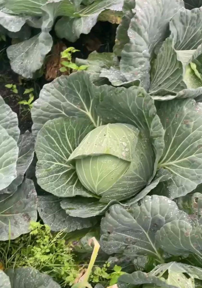 Cabbage
