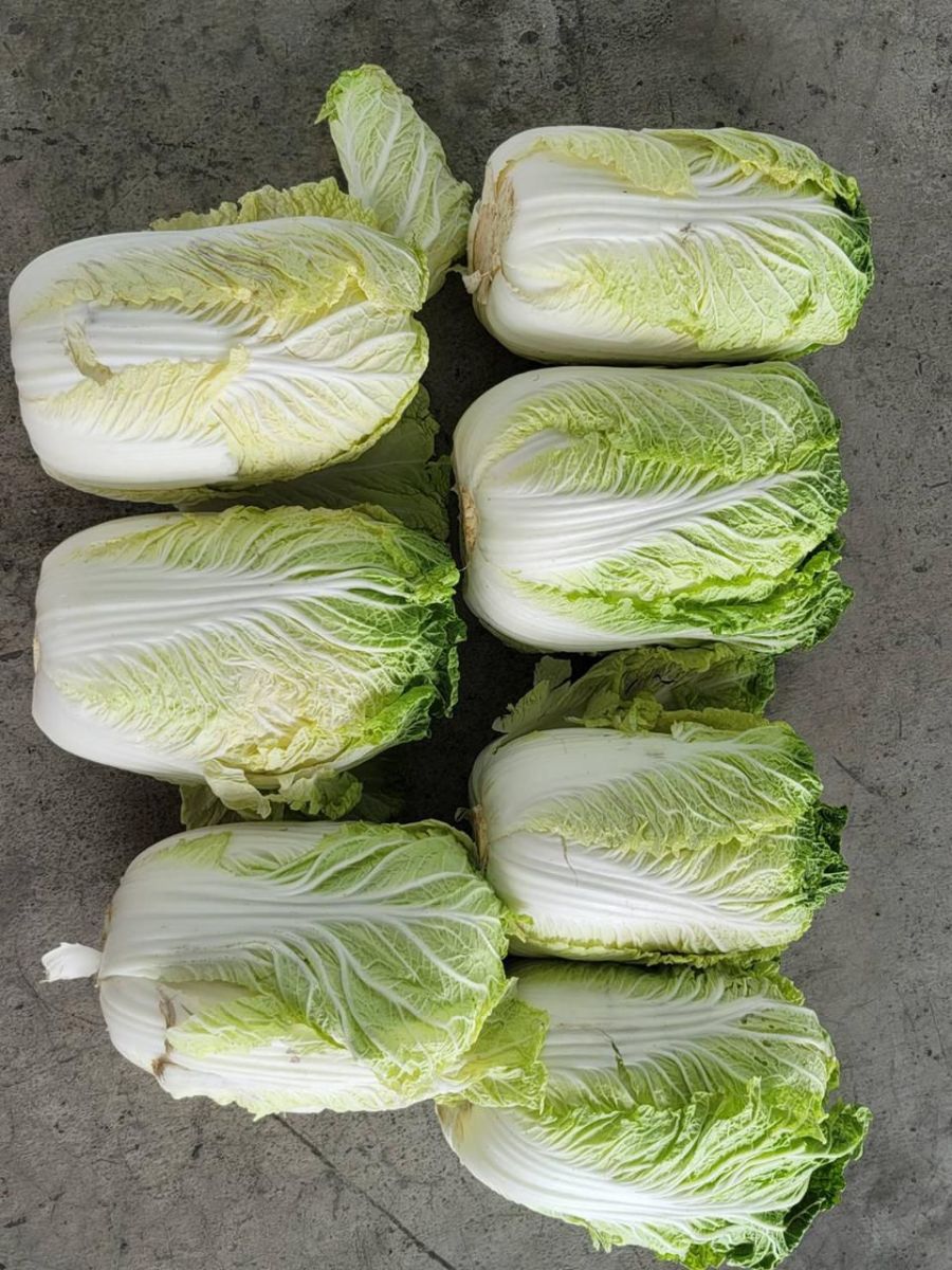 Chinese cabbage