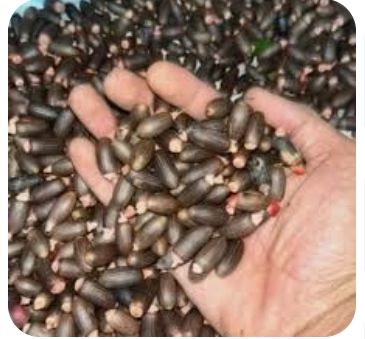 Spices (Gnetum Gnemon)