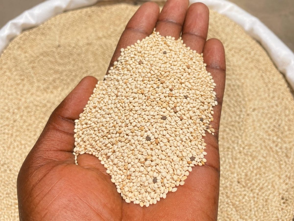 Premium Sortex-Cleaned White Sesame Seeds with 99.5% Purity. 51% Oil. FOB Apapa. Nigerian.