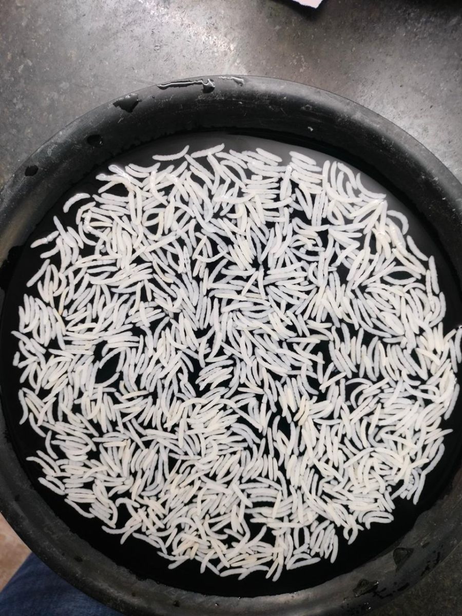 1509 GOLDEN SELLA BASMATI