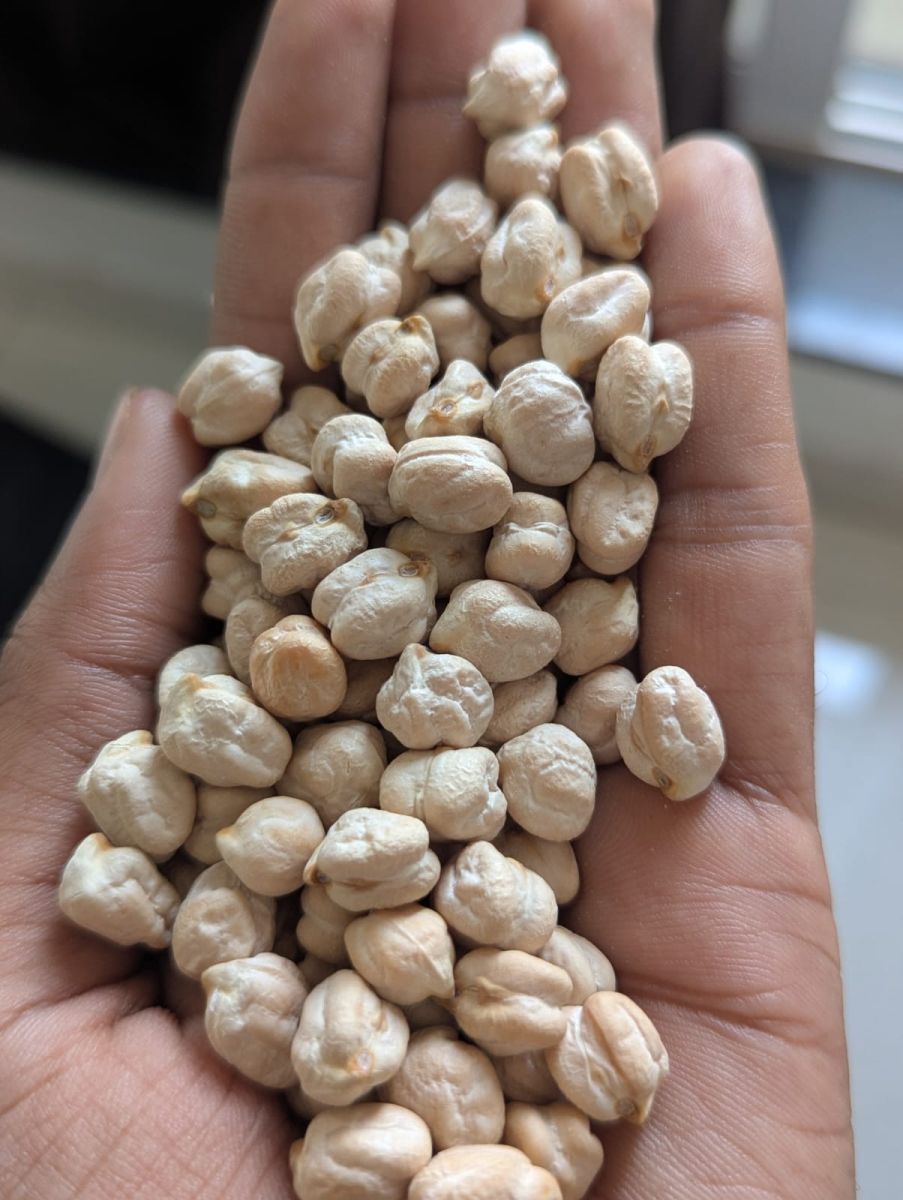 White Chickpeas