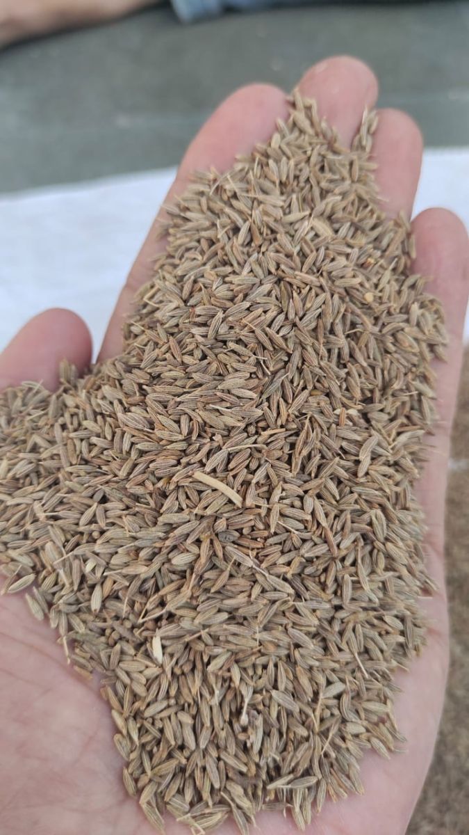 Cumin seeds