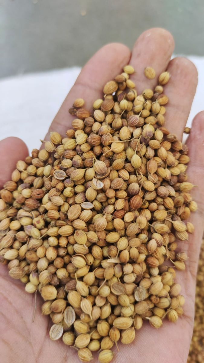 Coriander seeds