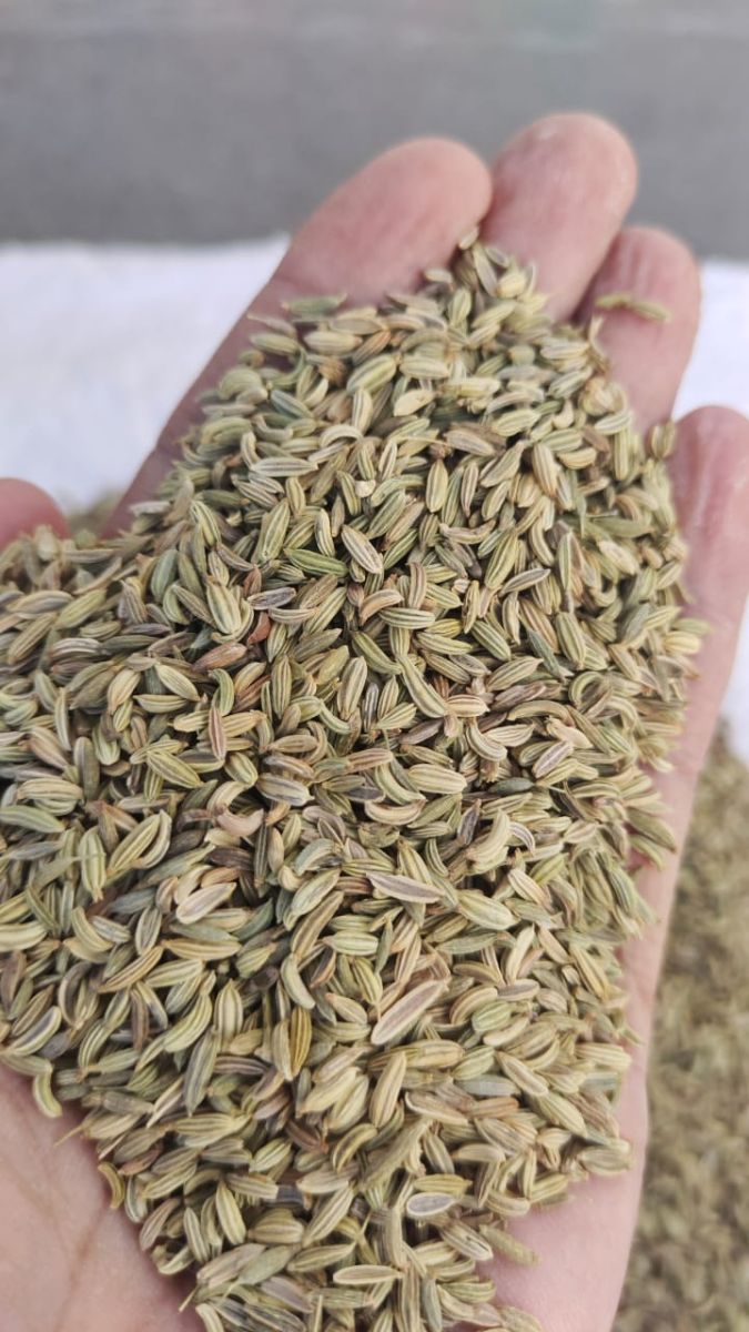 Fennel(Saunf) seeds